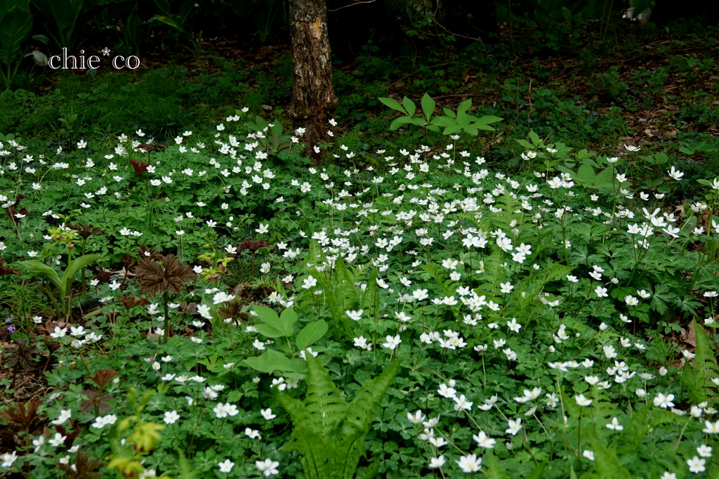 箱根湿生花園-232