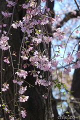 山下公園-158