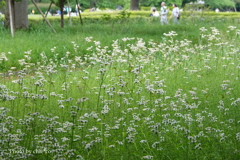 皇居東御苑-142