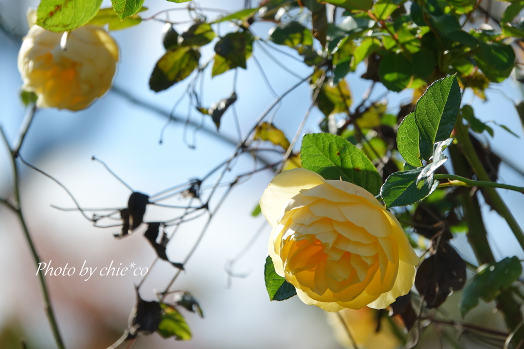 冬の薔薇。。3