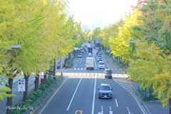 横浜公園～山下公園さんぽ-116