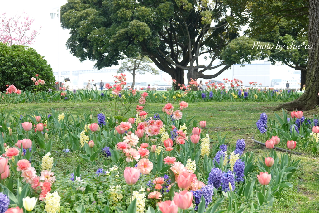 山下公園の花たち-002