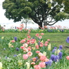 山下公園の花たち-002