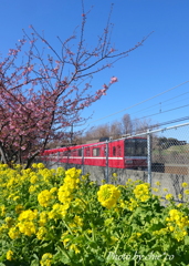 三浦海岸の河津桜-115