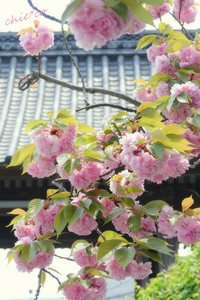 龍華寺 伊藤博文別邸-179