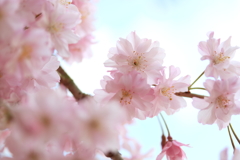 八重桜かな。