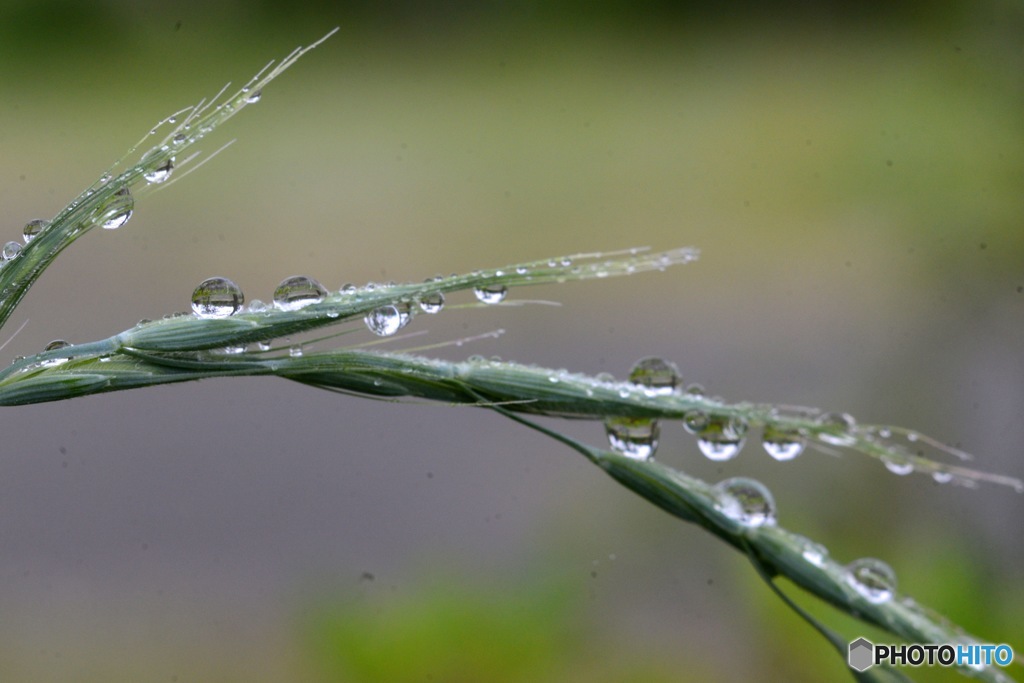 雨上がり