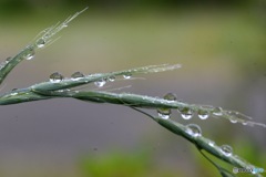 雨上がり