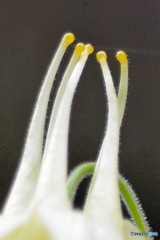 黄花オダマキ