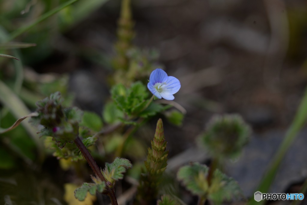 シリウスのカメ散歩