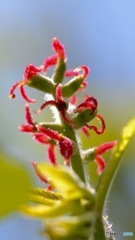 鬼胡桃の花
