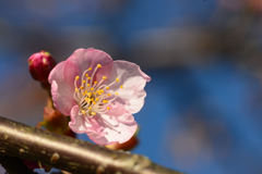大島桜