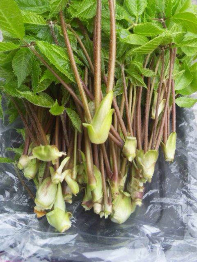 冬来たりなば春遠からじ