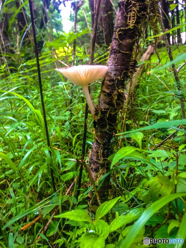 雨上がりの森