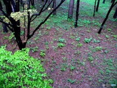 白州の黒い森