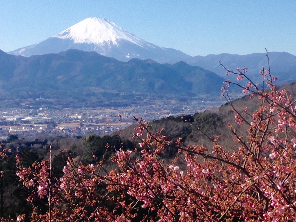 大島桜
