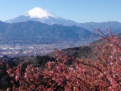 大島桜