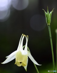 黄花オダマキ