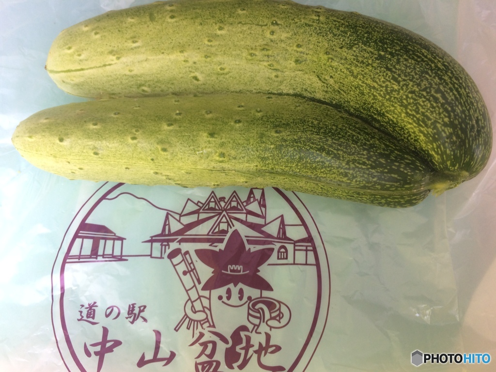 高山キューリ
