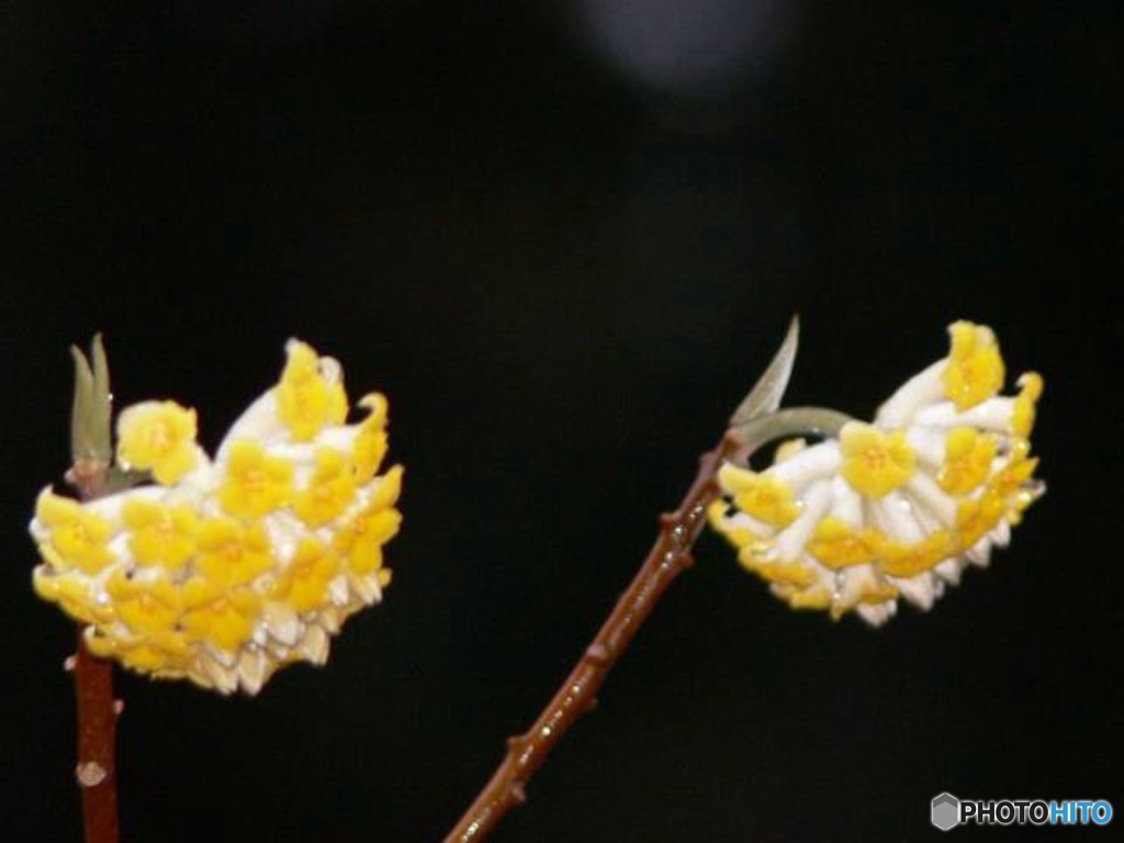 ミツマタの花