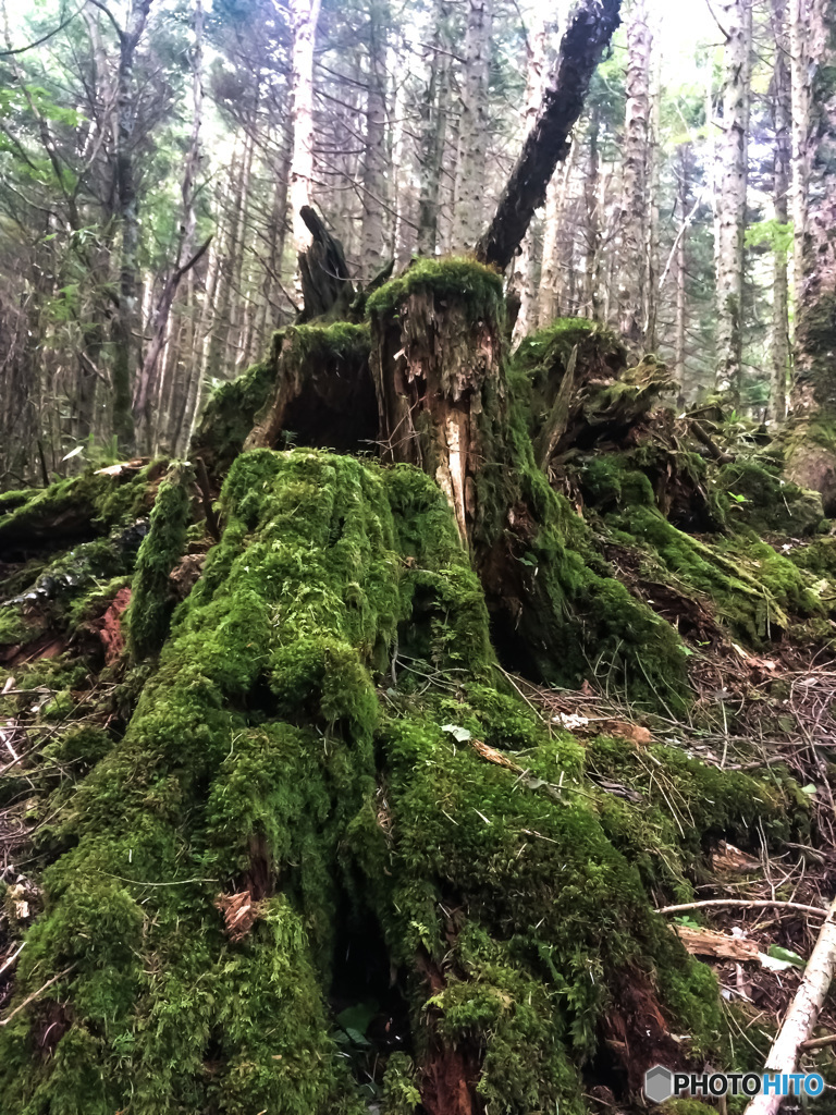 苔のむす迄