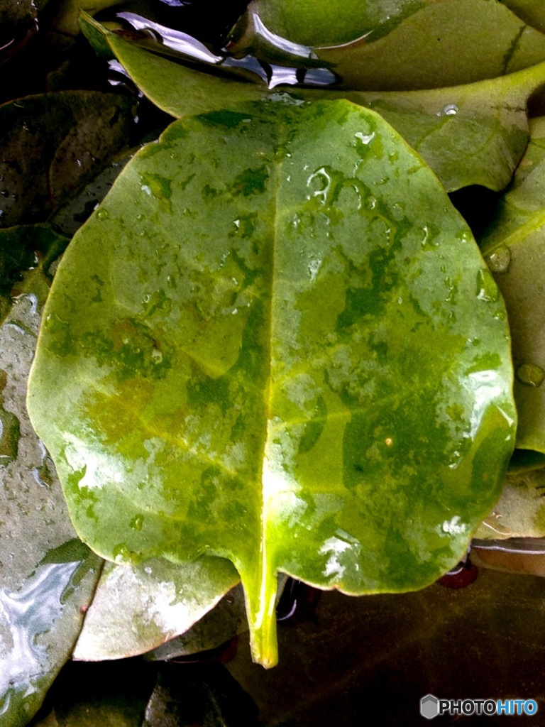 雲南百薬