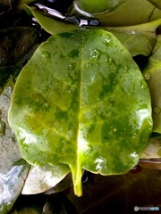雲南百薬