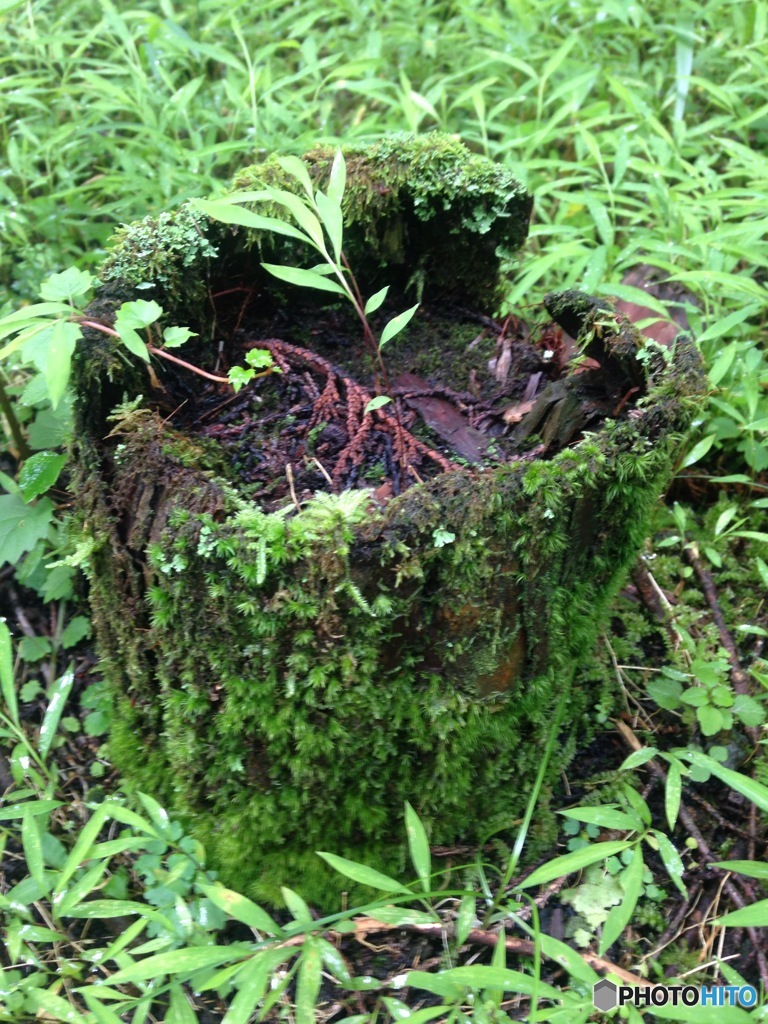 続く雨