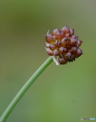 野蒜の零余子