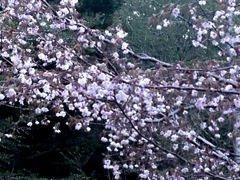 マメザクラ