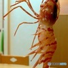 逆エビ固めしたろか！？