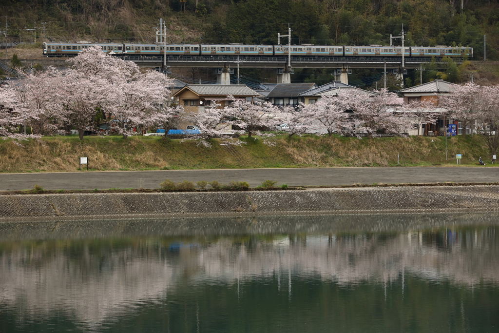 上野原の桜