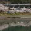 上野原の桜