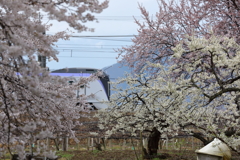 E353　桜ｘ桃