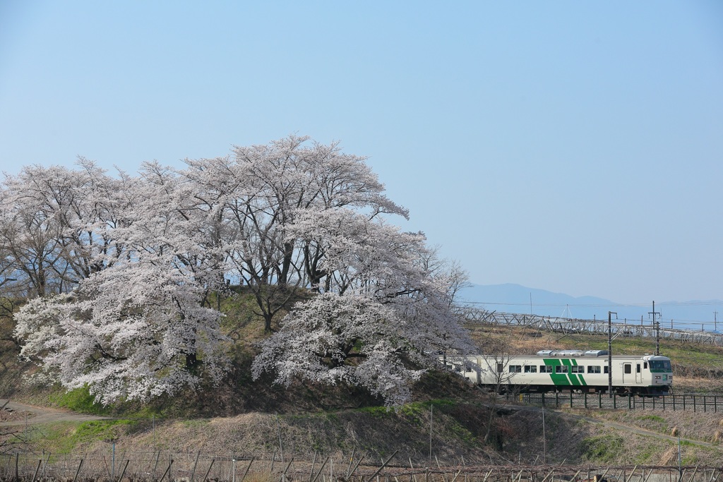 185系はまかいじ×甚六桜