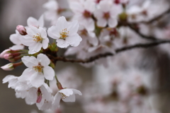 甚六桜