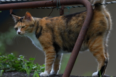 ねこさん