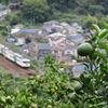 185系　踊り子