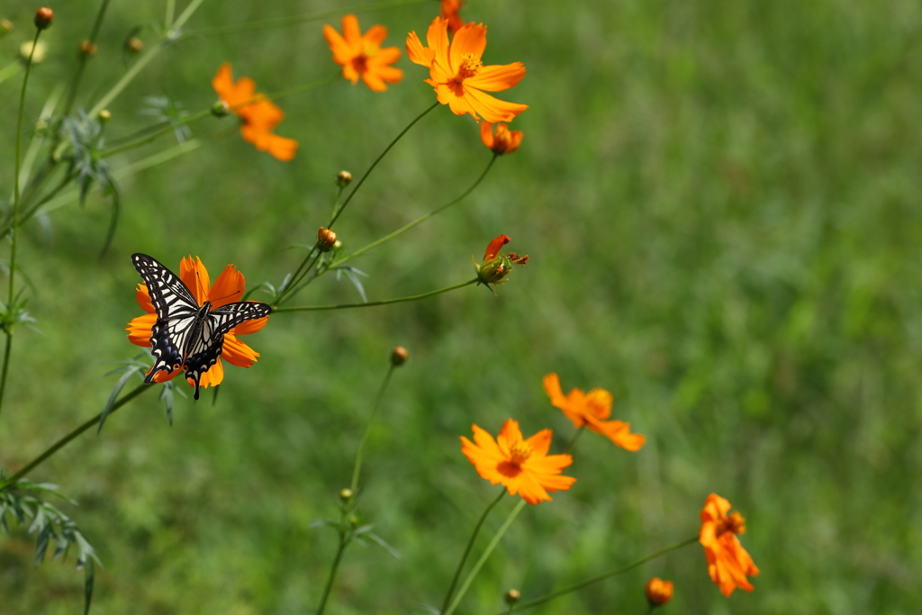 キバナコスモス+ナミアゲハ