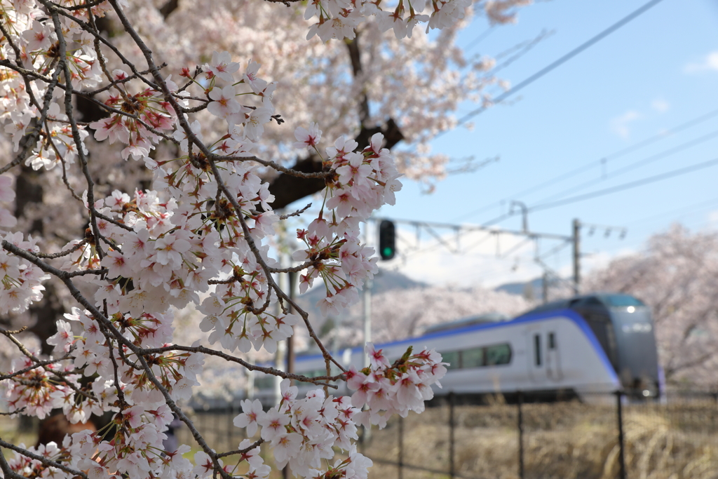 甚六桜