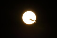 太陽丼ｗｗ