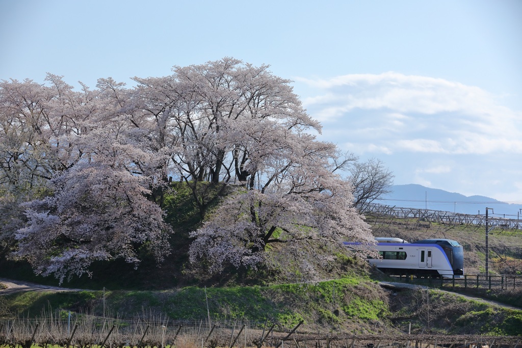 甚六桜