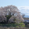 甚六桜