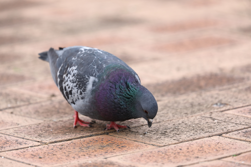 城南島の鳩