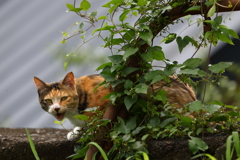 ねこさん2