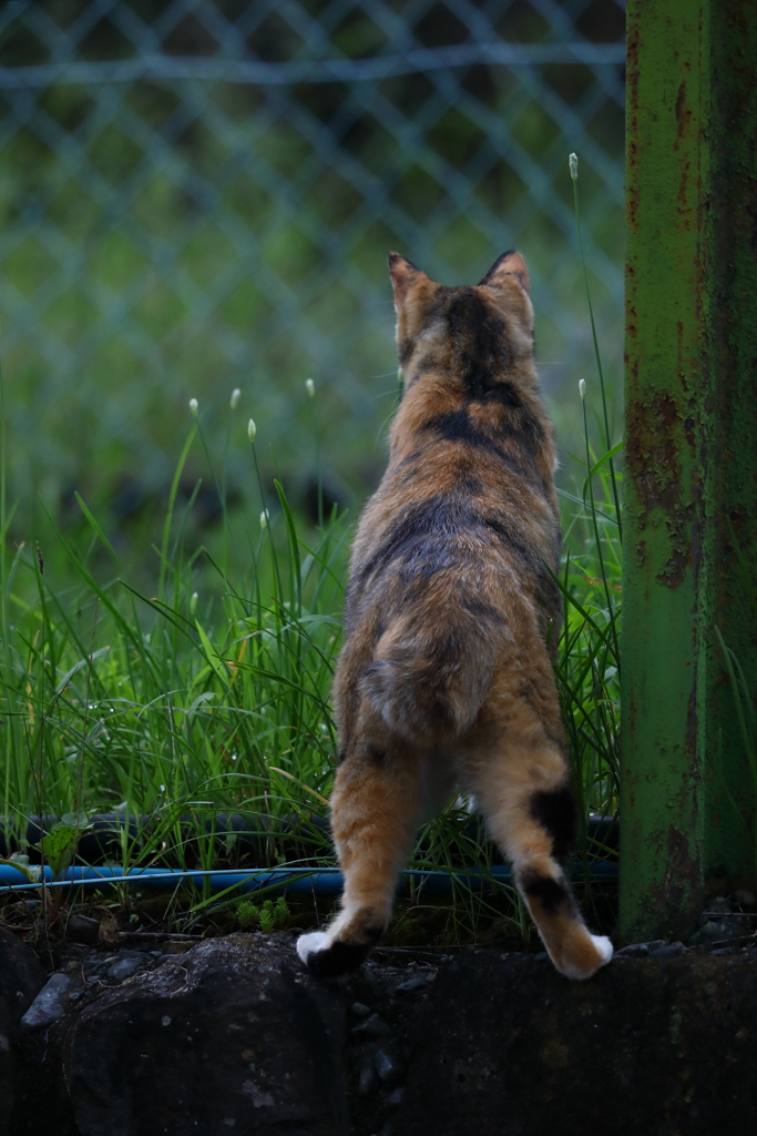 ねこさん3