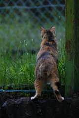ねこさん3