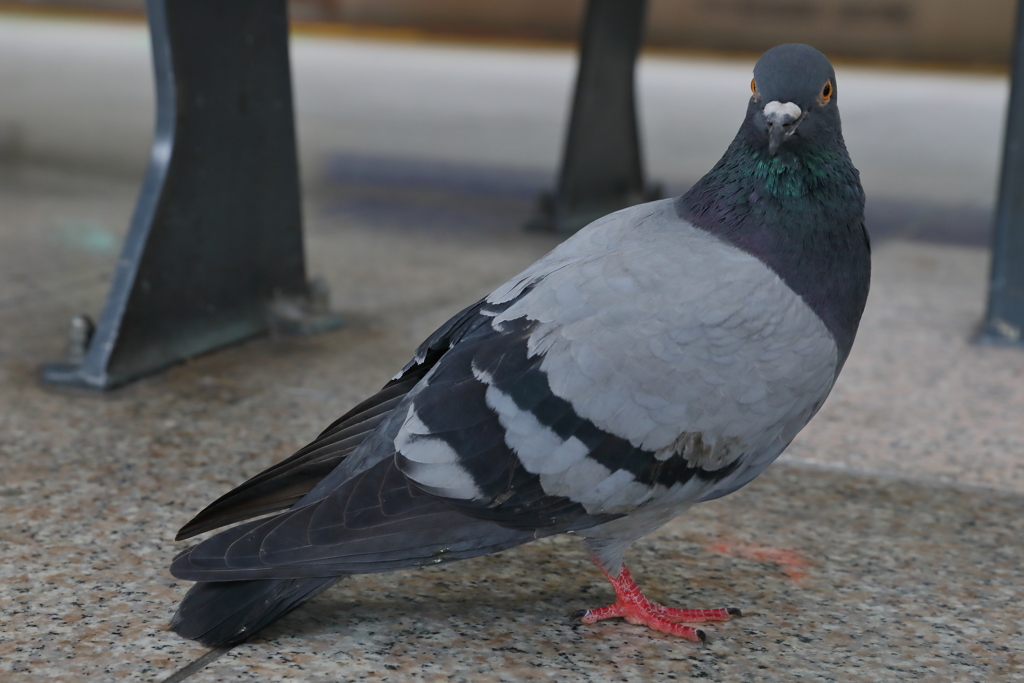 東京駅の鳩