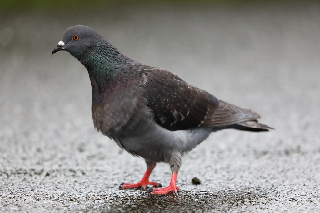 鳩のウン・・・・・