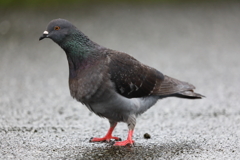 鳩のウン・・・・・